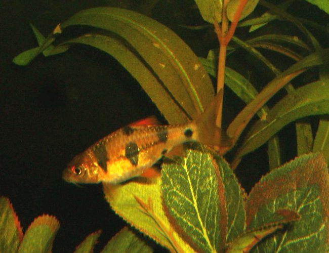 freshwater fish - puntius everetti - clown barb stocking in 90 gallons tank - CLOWN BARB freshwater fish - puntius everetti - clown barb stocking in 90 gallons tank - CLOWN BARB