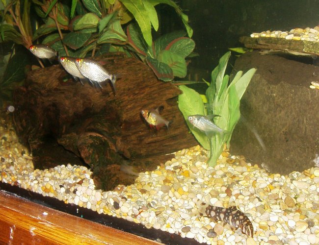 freshwater fish - moenkhausia sanctaefilomene - red eye tetra stocking in 90 gallons tank - SOME OF THE GANG
3 RED EYED TETRA'S & 2 PHANTOM TETRA'S AND A YOYO LOACH freshwater fish - moenkhausia sanctaefilomene - red eye tetra stocking in 90 gallons tank - SOME OF THE GANG
3 RED EYED TETRA'S & 2 PHANTOM TETRA'S AND A YOYO LOACH