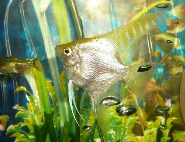 freshwater fish - pterophyllum sp. - gold veil angel stocking in 50 gallons tank - white angel freshwater fish - pterophyllum sp. - gold veil angel stocking in 50 gallons tank - white angel