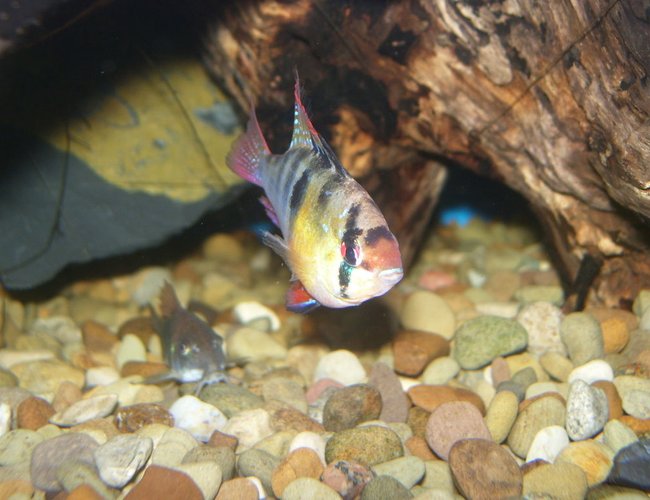freshwater fish - papiliochromis ramirezi - german blue ram stocking in 55 gallons tank - German Blue checking things out freshwater fish - papiliochromis ramirezi - german blue ram stocking in 55 gallons tank - German Blue checking things out
