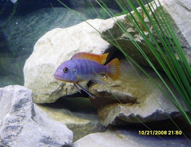 freshwater fish - labidochromis sp. - hongi stocking in 55 gallons tank - Redtop Mbuna freshwater fish - labidochromis sp. - hongi stocking in 55 gallons tank - Redtop Mbuna