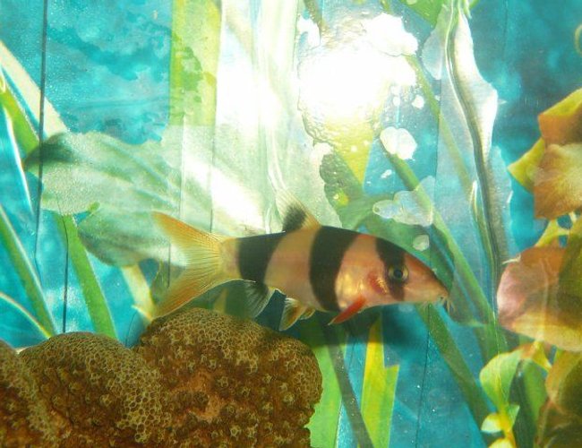 freshwater fish - botia macracantha - clown loach stocking in 50 gallons tank - clown loach freshwater fish - botia macracantha - clown loach stocking in 50 gallons tank - clown loach