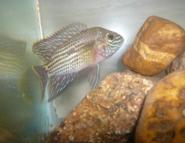 freshwater fish - aequidens pulcher - blue acara stocking in 50 gallons tank - blue acara... freshwater fish - aequidens pulcher - blue acara stocking in 50 gallons tank - blue acara...