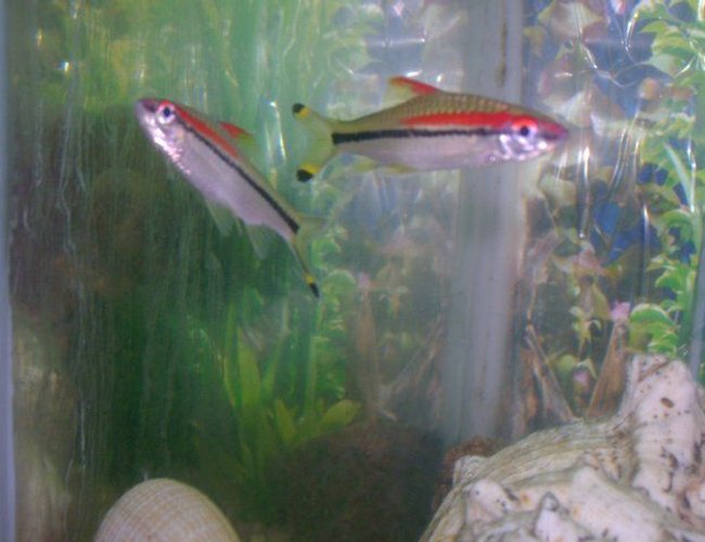 freshwater fish - barbus denisonii - denison barb stocking in 50 gallons tank - daniosi freshwater fish - barbus denisonii - denison barb stocking in 50 gallons tank - daniosi