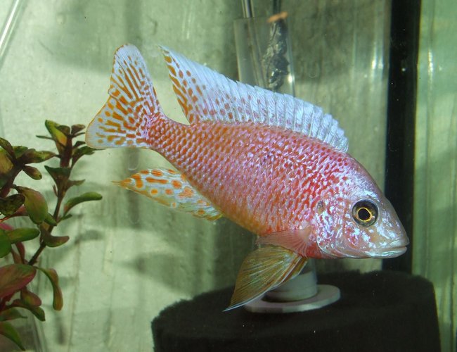 freshwater fish - aulonocara sp. - dragon blood peacock stocking in 125 gallons tank - My dragonblood peacock! freshwater fish - aulonocara sp. - dragon blood peacock stocking in 125 gallons tank - My dragonblood peacock!