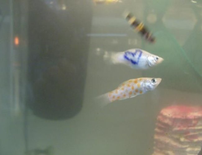 freshwater fish - poecilia velifera - platinum lyretail molly stocking in 20 gallons tank - one of my Bumble Bees, who enjoys eating everyones fins :[ and my two tattoo mollies.. they dont have names.. freshwater fish - poecilia velifera - platinum lyretail molly stocking in 20 gallons tank - one of my Bumble Bees, who enjoys eating everyones fins :[ and my two tattoo mollies.. they dont have names..
