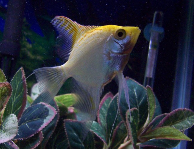 freshwater fish - pterophyllum sp. - white blushing angel stocking in 55 gallons tank - one of my angelfish freshwater fish - pterophyllum sp. - white blushing angel stocking in 55 gallons tank - one of my angelfish