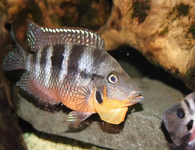 freshwater fish - thorichthys meeki - firemouth cichlid stocking in 400 gallons tank - Firemouth Cichlid
Name: "Reggie"
Doesn't really like humbug, or anything else for that matter.
Has many offspring.
Did bite the cat once when the cat fell in the bath where Reggie was enjoying some quality time during tank maintenance. freshwater fish - thorichthys meeki - firemouth cichlid stocking in 400 gallons tank - Firemouth Cichlid
Name: "Reggie"
Doesn't really like humbug, or anything else for that matter.
Has many offspring.
Did bite the cat once when the cat fell in the bath where Reggie was enjoying some quality time during tank maintenance.