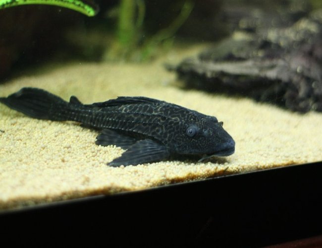 freshwater fish - glyptoperichthys gibbiceps - sailfin pleco (l-83) stocking in 350 gallons tank - Pleco freshwater fish - glyptoperichthys gibbiceps - sailfin pleco (l-83) stocking in 350 gallons tank - Pleco