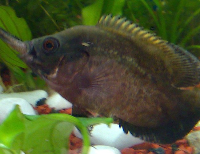 freshwater fish - astronotus ocellatus - red oscar stocking in 100 gallons tank - oscar binladen freshwater fish - astronotus ocellatus - red oscar stocking in 100 gallons tank - oscar binladen