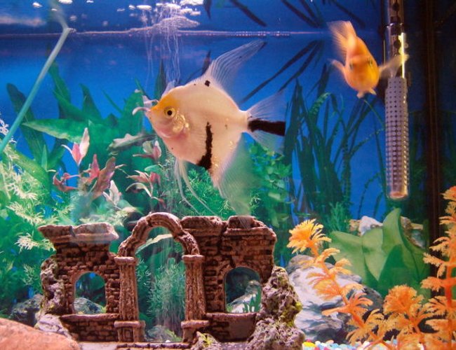 freshwater fish - pterophyllum sp. - white blushing angel stocking in 30 gallons tank - angelfish freshwater fish - pterophyllum sp. - white blushing angel stocking in 30 gallons tank - angelfish