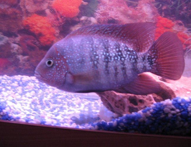 freshwater fish - cichlasoma synspilum - redheaded cichlid stocking in 6 gallons tank - synspilum freshwater fish - cichlasoma synspilum - redheaded cichlid stocking in 6 gallons tank - synspilum