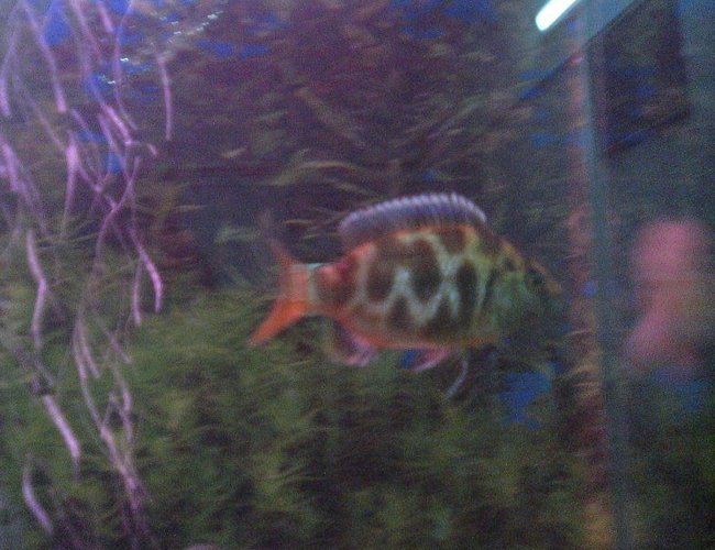 freshwater fish - nimbochromis venustus - venustus cichlid stocking in 6 gallons tank - commando cichlid with ALLAH written on it freshwater fish - nimbochromis venustus - venustus cichlid stocking in 6 gallons tank - commando cichlid with ALLAH written on it