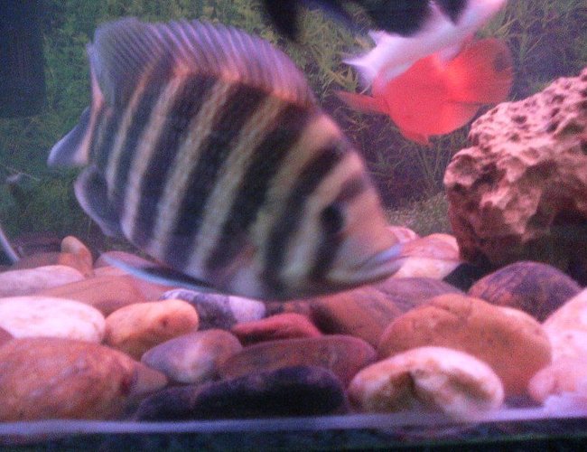 freshwater fish - tilapia buttikoferi - buttikoferi cichlid stocking in 6 gallons tank - buttikoferri freshwater fish - tilapia buttikoferi - buttikoferi cichlid stocking in 6 gallons tank - buttikoferri