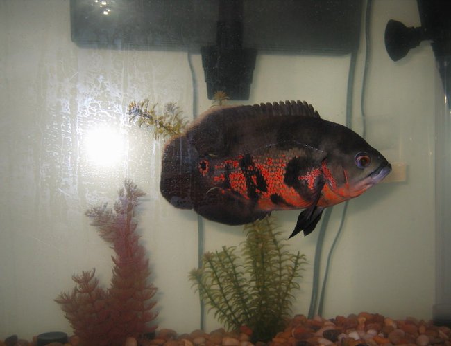 freshwater fish - astronotus ocellatus - tiger oscar stocking in 75 gallons tank - one-eyed captain jack strollin' freshwater fish - astronotus ocellatus - tiger oscar stocking in 75 gallons tank - one-eyed captain jack strollin'
