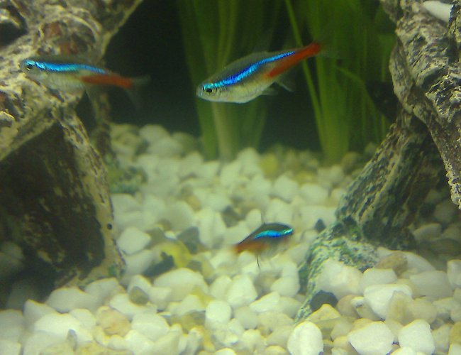 freshwater fish - paracheirodon innesi - neon tetra jumbo stocking in 100 gallons tank - Neon tetra freshwater fish - paracheirodon innesi - neon tetra jumbo stocking in 100 gallons tank - Neon tetra