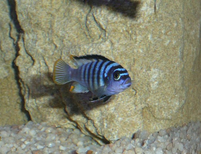 freshwater fish - pseudotropheus saulosi - saulos's mbuna stocking in 50 gallons tank - The "Boss" Pseudotropheus Saulosi
PLEASE COMMENT IF ID IS WRONG freshwater fish - pseudotropheus saulosi - saulos's mbuna stocking in 50 gallons tank - The "Boss" Pseudotropheus Saulosi
PLEASE COMMENT IF ID IS WRONG