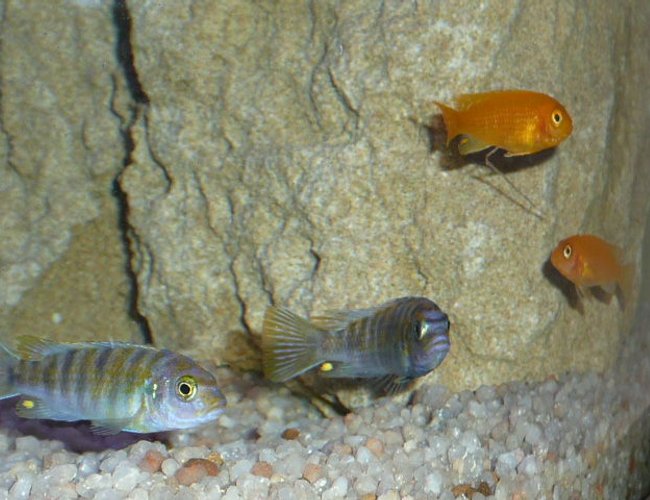 freshwater fish - pseudotropheus saulosi - saulos's mbuna stocking in 50 gallons tank - "What you looking at?" freshwater fish - pseudotropheus saulosi - saulos's mbuna stocking in 50 gallons tank - "What you looking at?"