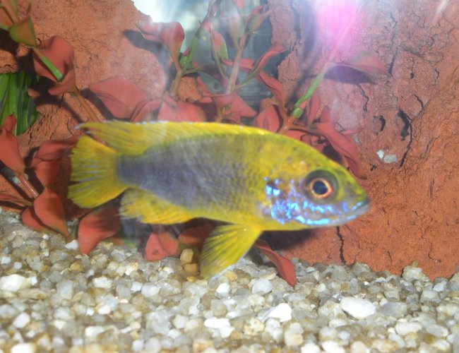 freshwater fish - aulonocara baenschi - sunshine peacock stocking in 20 gallons tank - Wild caught Banga Peacock freshwater fish - aulonocara baenschi - sunshine peacock stocking in 20 gallons tank - Wild caught Banga Peacock