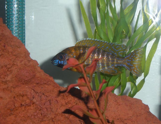freshwater fish - aulonocara rubescens - ruby red peacock stocking in 20 gallons tank - german red peacock freshwater fish - aulonocara rubescens - ruby red peacock stocking in 20 gallons tank - german red peacock