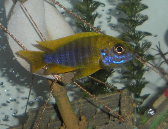 freshwater fish - aulonocara baenschi - sunshine peacock stocking in 20 gallons tank - Banga Peacock freshwater fish - aulonocara baenschi - sunshine peacock stocking in 20 gallons tank - Banga Peacock