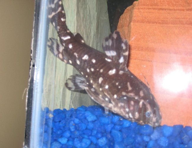 freshwater fish - agamyxis pectinifrons - spotted dora stocking in 20 gallons tank - Spotted Dora freshwater fish - agamyxis pectinifrons - spotted dora stocking in 20 gallons tank - Spotted Dora