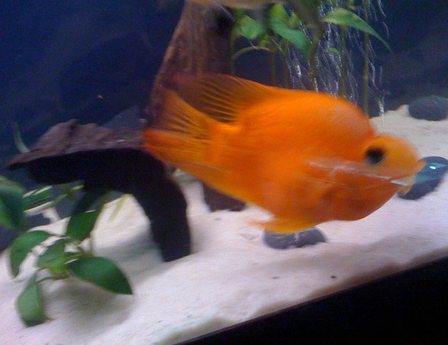 freshwater fish - heros severus x amphilophus citrinellum - blood parrot stocking in 65 gallons tank - This is the most fun and best fish in the world freshwater fish - heros severus x amphilophus citrinellum - blood parrot stocking in 65 gallons tank - This is the most fun and best fish in the world