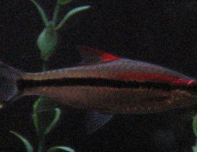 freshwater fish - barbus denisonii - denison barb stocking in 125 gallons tank - Red Line Rasabora freshwater fish - barbus denisonii - denison barb stocking in 125 gallons tank - Red Line Rasabora