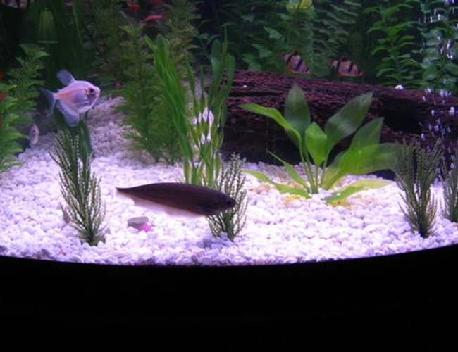 freshwater fish - metynnis argenteus - silver dollar stocking in 36 gallons tank - Creature of the Night freshwater fish - metynnis argenteus - silver dollar stocking in 36 gallons tank - Creature of the Night