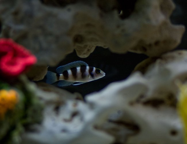 freshwater fish - lamprologus tretacephaleus - tretocephalus cichlid stocking in 30 gallons tank - One of my Tretocephalus Cichlids. freshwater fish - lamprologus tretacephaleus - tretocephalus cichlid stocking in 30 gallons tank - One of my Tretocephalus Cichlids.