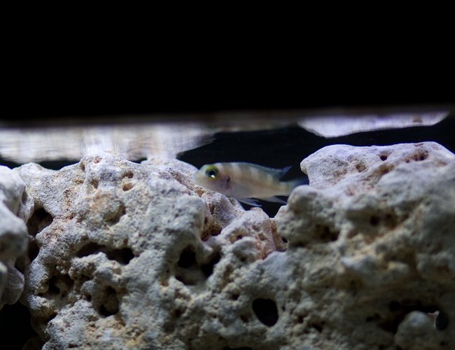 freshwater fish - lamprologus tretacephaleus - tretocephalus cichlid stocking in 30 gallons tank - My other Tretocephalus Cichlid whose black vertical stripes seem to be able to fade to almost nothing and then back to black at will. It's very strange! freshwater fish - lamprologus tretacephaleus - tretocephalus cichlid stocking in 30 gallons tank - My other Tretocephalus Cichlid whose black vertical stripes seem to be able to fade to almost nothing and then back to black at will. It's very strange!