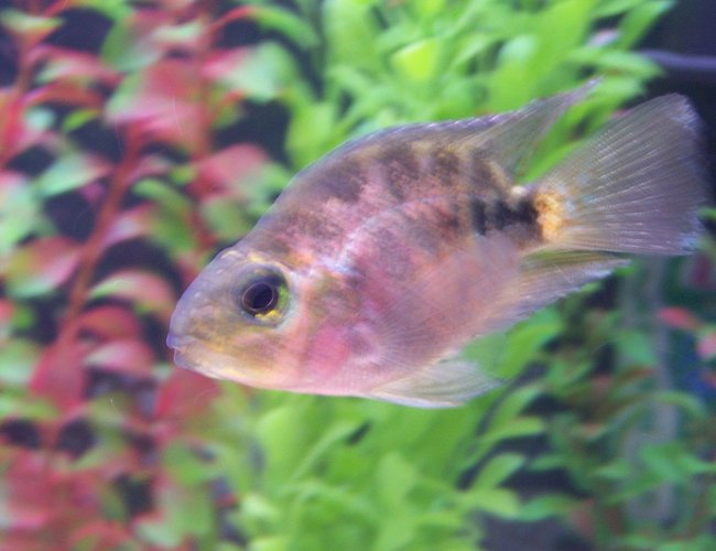 freshwater fish - hoplarchus psittacus - parrot cichlid stocking in 55 gallons tank - parrot fish cichlid freshwater fish - hoplarchus psittacus - parrot cichlid stocking in 55 gallons tank - parrot fish cichlid