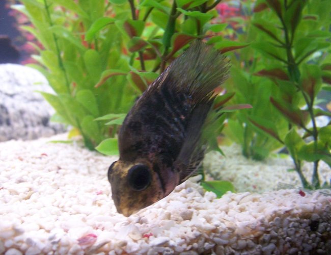 freshwater fish - hoplarchus psittacus - parrot cichlid stocking in 55 gallons tank - parrot fish cichlid freshwater fish - hoplarchus psittacus - parrot cichlid stocking in 55 gallons tank - parrot fish cichlid