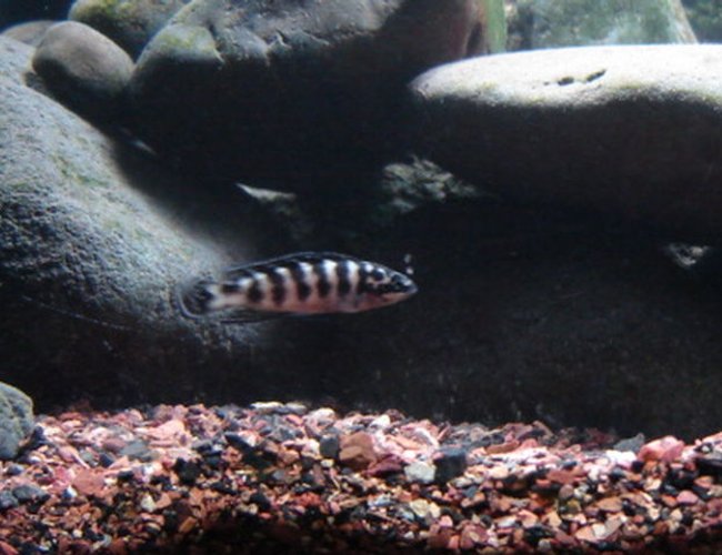 freshwater fish - julidochromis transcriptus - masked julie stocking in 22 gallons tank - Julidochromis freshwater fish - julidochromis transcriptus - masked julie stocking in 22 gallons tank - Julidochromis