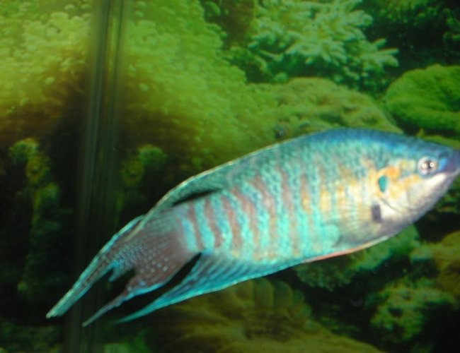 freshwater fish - macropodus opercularis - blue paradise stocking in 75 gallons tank - male paradise fish in full courting colors freshwater fish - macropodus opercularis - blue paradise stocking in 75 gallons tank - male paradise fish in full courting colors