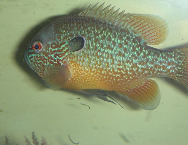 freshwater fish - lepomis megalotis - longear sunfish stocking in 75 gallons tank - wild long ear sunfish eating bloodworms freshwater fish - lepomis megalotis - longear sunfish stocking in 75 gallons tank - wild long ear sunfish eating bloodworms