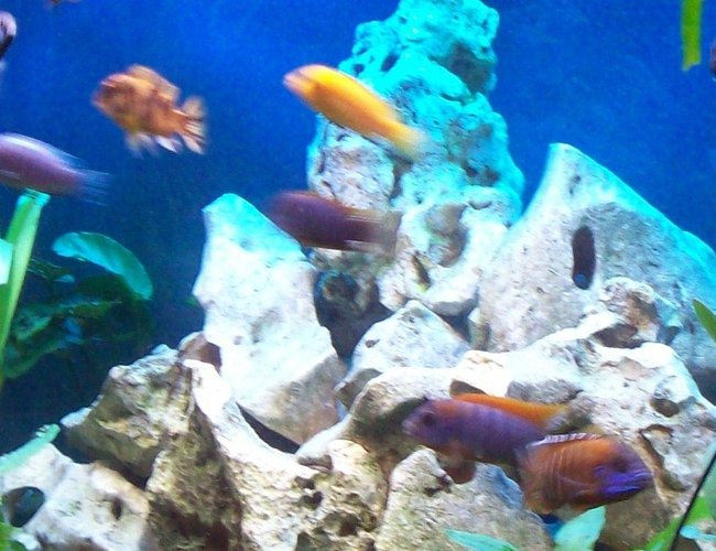 freshwater fish - aulonocara rubescens - ruby red peacock stocking in 45 gallons tank - malawi aquarium freshwater fish - aulonocara rubescens - ruby red peacock stocking in 45 gallons tank - malawi aquarium