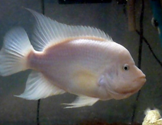 freshwater fish - amphilophus labiatus - red devil stocking in 46 gallons tank - This is Mango, my 10'' Red Devil Cichlid. He lives alone in a 46g bow front. I also have two more community tanks. My first tank is a 20g cichlid community tank with a Green terror, and Electric a Yellow, a Bumble bee, and a Zebra. My last tank is a 29g Tropical community tank. It holds 20 fish including two Silver Dollars, a Red-tailed Sharks, a Glass Fish, an African Cichlid, two Sunset Pladdies, three Upside-down Catfish, Three Goldfish (saved from Mango), a Clown Loach, a Sucker Fish, two Black Mollies, and a Leaf Fish. freshwater fish - amphilophus labiatus - red devil stocking in 46 gallons tank - This is Mango, my 10'' Red Devil Cichlid. He lives alone in a 46g bow front. I also have two more community tanks. My first tank is a 20g cichlid community tank with a Green terror, and Electric a Yellow, a Bumble bee, and a Zebra. My last tank is a 29g Tropical community tank. It holds 20 fish including two Silver Dollars, a Red-tailed Sharks, a Glass Fish, an African Cichlid, two Sunset Pladdies, three Upside-down Catfish, Three Goldfish (saved from Mango), a Clown Loach, a Sucker Fish, two Black Mollies, and a Leaf Fish.