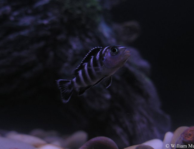 freshwater fish - pseudotropheus demasoni - demasoni cichlid stocking in 36 gallons tank - Demasoni Cichlid freshwater fish - pseudotropheus demasoni - demasoni cichlid stocking in 36 gallons tank - Demasoni Cichlid