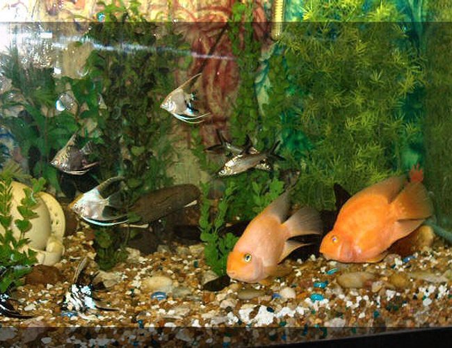 freshwater fish - heros severus x amphilophus citrinellum - blood parrot stocking in 120 gallons tank - My sweet blood parrots freshwater fish - heros severus x amphilophus citrinellum - blood parrot stocking in 120 gallons tank - My sweet blood parrots