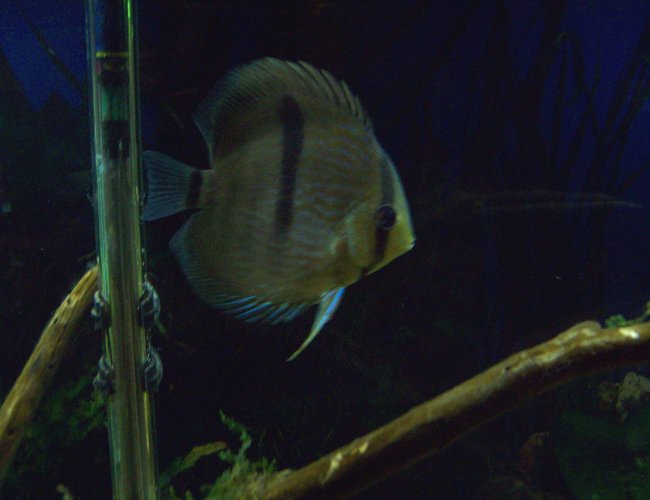 freshwater fish - symphysodon discus - blue heckel discus stocking in 55 gallons tank - Blue Heckel Discus freshwater fish - symphysodon discus - blue heckel discus stocking in 55 gallons tank - Blue Heckel Discus