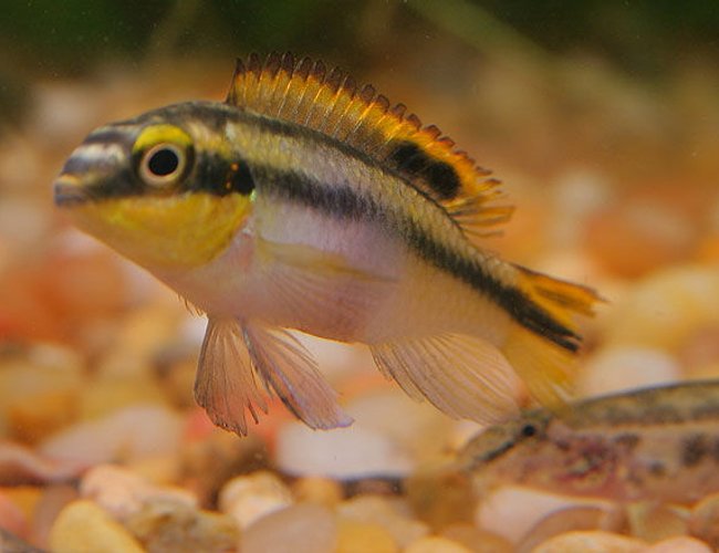 freshwater fish - pelvicachromis pulcher - albino kribensis cichlid stocking in 45 gallons tank - Kribensis Cichlid freshwater fish - pelvicachromis pulcher - albino kribensis cichlid stocking in 45 gallons tank - Kribensis Cichlid