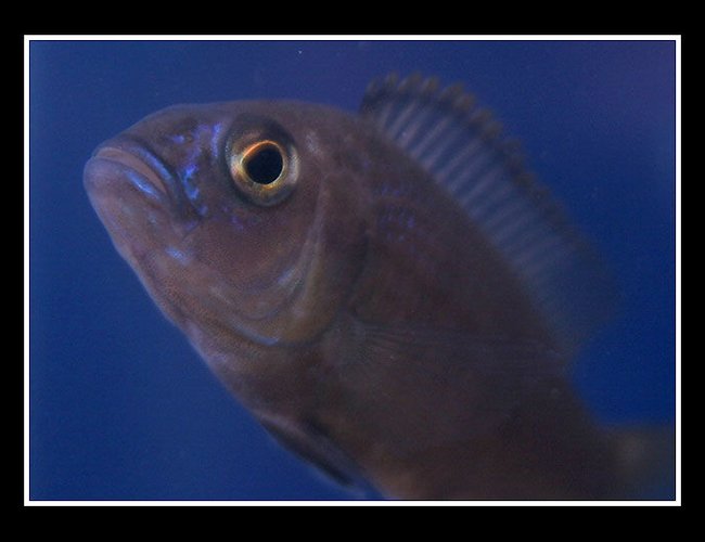 freshwater fish - pseudotropheus saulosi - saulos's mbuna stocking in 45 gallons tank - African freshwater fish - pseudotropheus saulosi - saulos's mbuna stocking in 45 gallons tank - African
