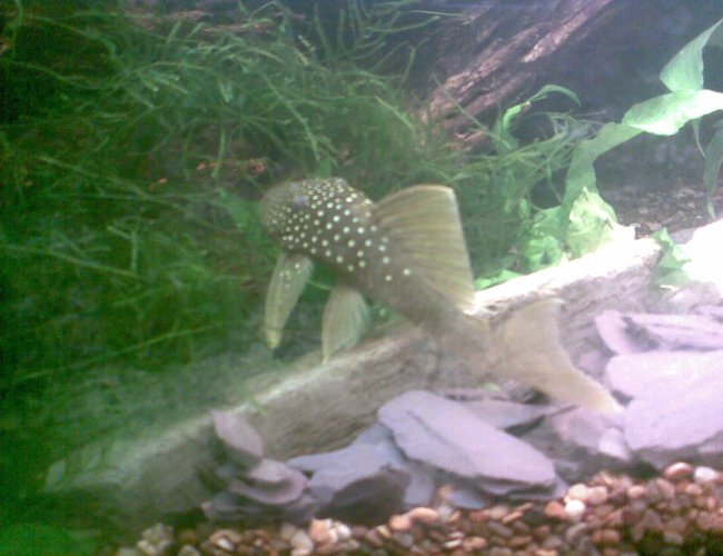freshwater fish - baryancistrus demantoides - green phantom pleco stocking in 180 gallons tank - Another snap of the phantom menace freshwater fish - baryancistrus demantoides - green phantom pleco stocking in 180 gallons tank - Another snap of the phantom menace