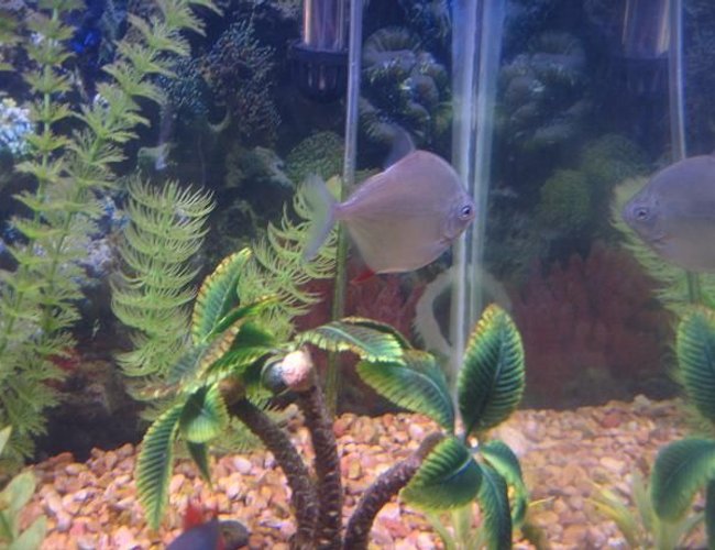 freshwater fish - metynnis argenteus - silver dollar stocking in 40 gallons tank - Silver Dollar freshwater fish - metynnis argenteus - silver dollar stocking in 40 gallons tank - Silver Dollar