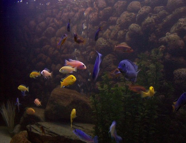 freshwater fish - labidochromis caeruleus - electric yellow cichlid stocking in 240 gallons tank - some of my Mbuna and other Malawi cichlids freshwater fish - labidochromis caeruleus - electric yellow cichlid stocking in 240 gallons tank - some of my Mbuna and other Malawi cichlids