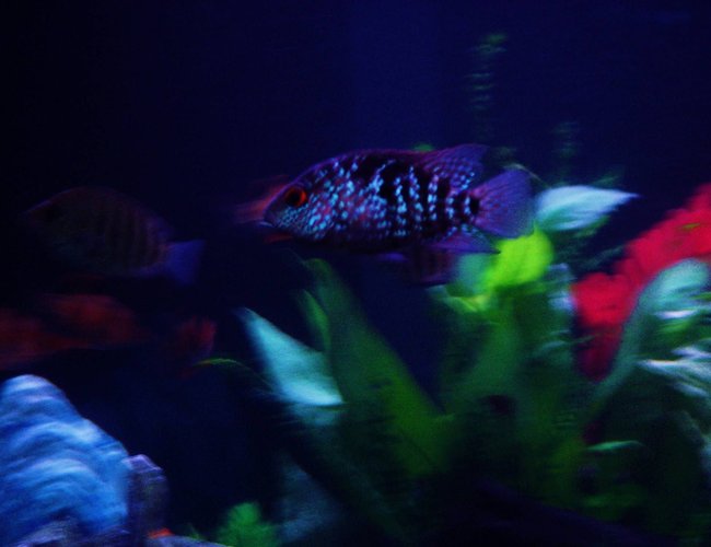 freshwater fish - herichthys cynoguttatus - texas cichlid stocking in 43 gallons tank - The Blue Texas Cichlid freshwater fish - herichthys cynoguttatus - texas cichlid stocking in 43 gallons tank - The Blue Texas Cichlid