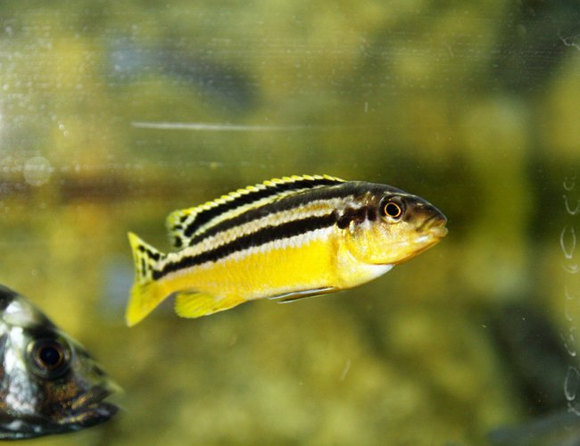 freshwater fish - melanochromis auratus - auratus cichlid stocking in 80 gallons tank - malawi freshwater fish - melanochromis auratus - auratus cichlid stocking in 80 gallons tank - malawi
