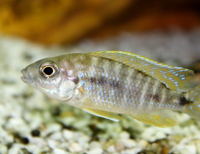 freshwater fish - otopharynx lithobates - sulphur crested lithobate stocking in 80 gallons tank - malawi freshwater fish - otopharynx lithobates - sulphur crested lithobate stocking in 80 gallons tank - malawi