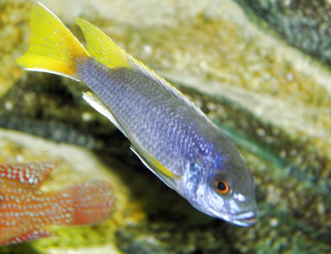 freshwater fish - pseudotropheus acei - acei cichlid stocking in 80 gallons tank - malawi freshwater fish - pseudotropheus acei - acei cichlid stocking in 80 gallons tank - malawi